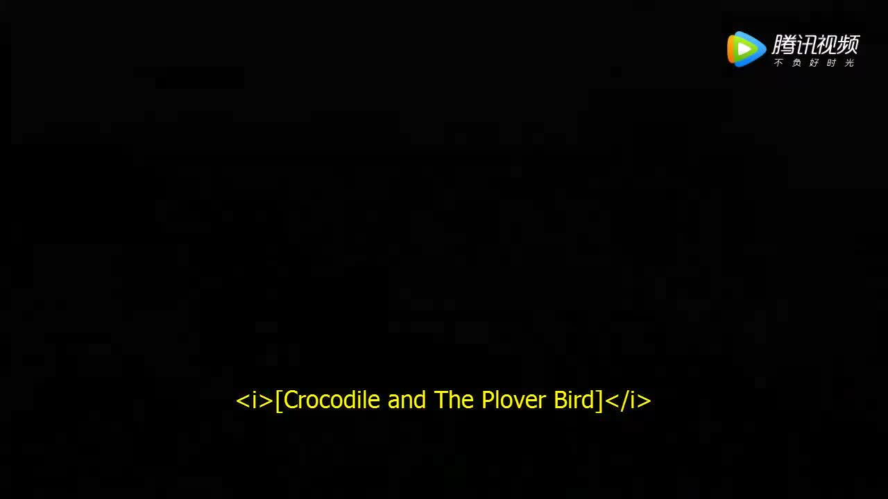 Crocodile and Plover Bird