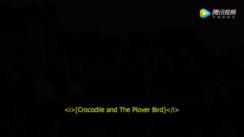 Crocodile and Plover Bird