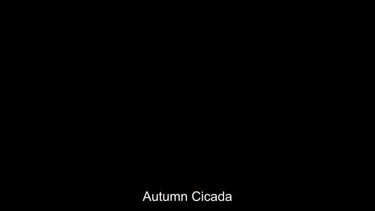 Autumn Cicada