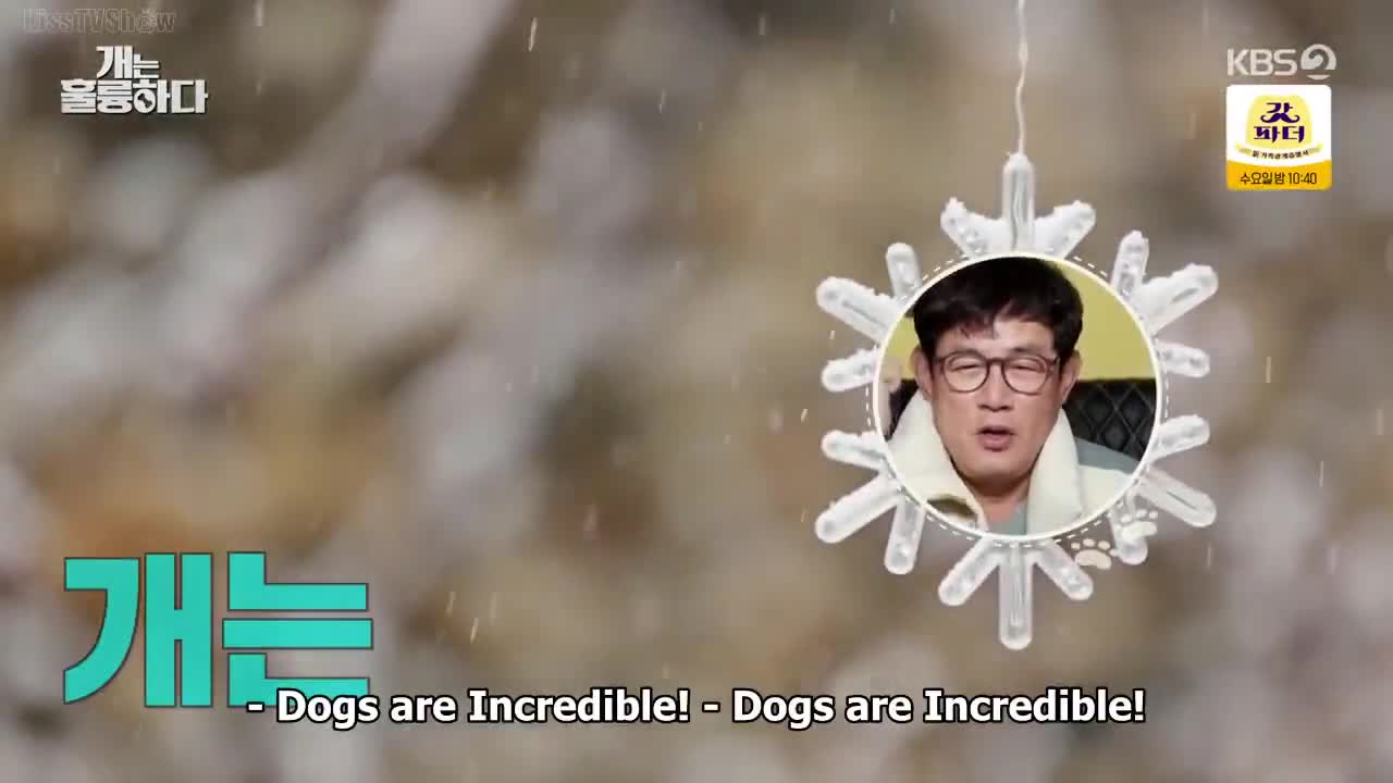 Dogs are Incredible