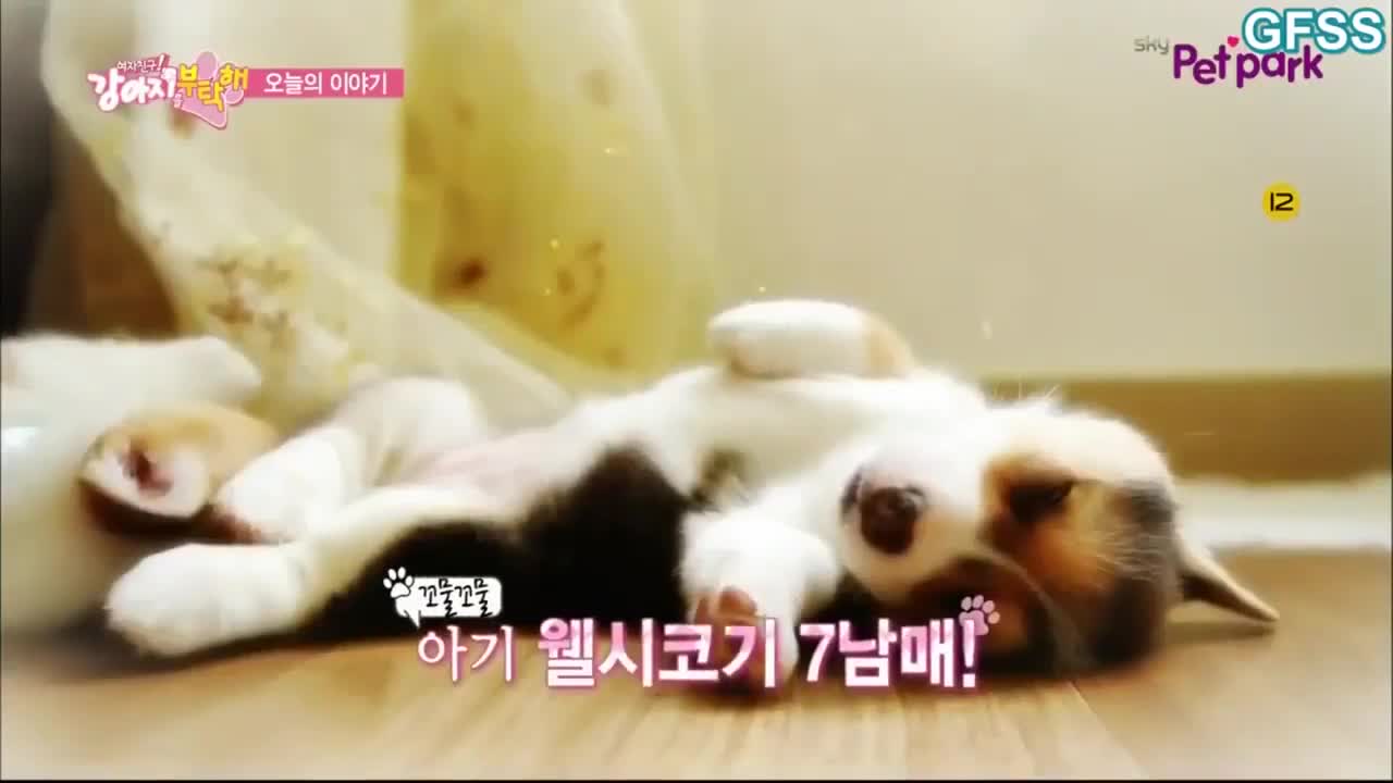 GFriend! Look after our Dog